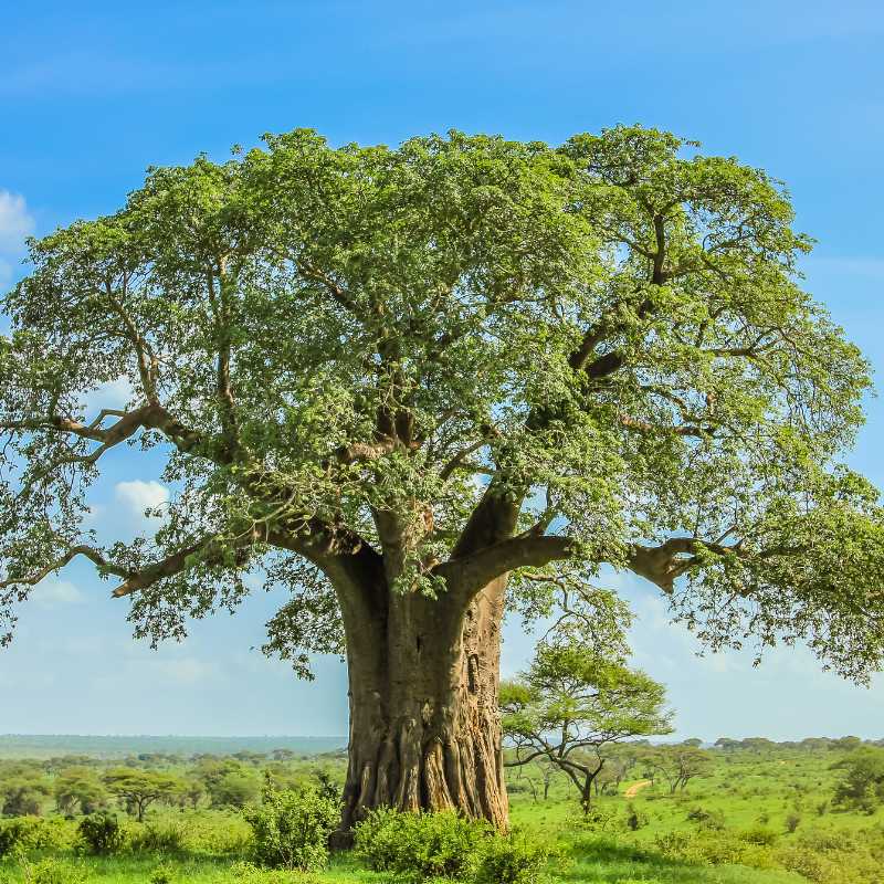 baobab